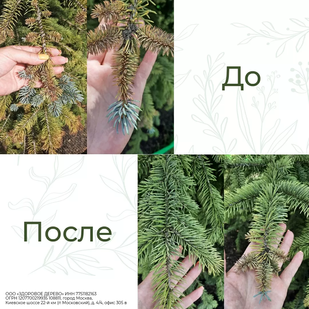 Ель после лечения